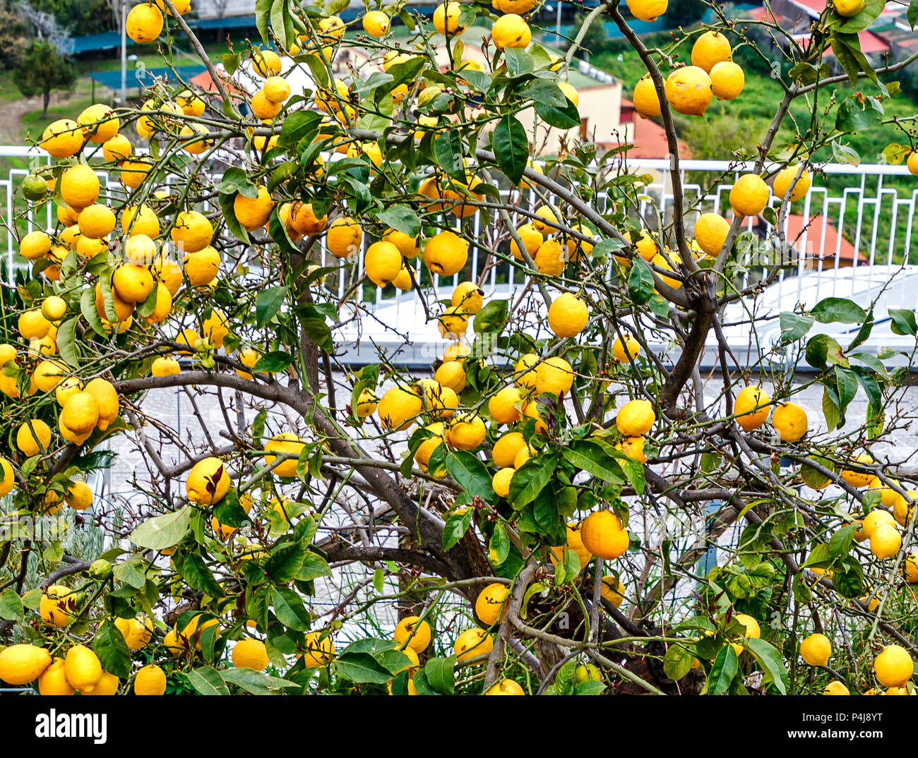 Rich harvest on a lemon tree in an Italian house garden Stock Photo