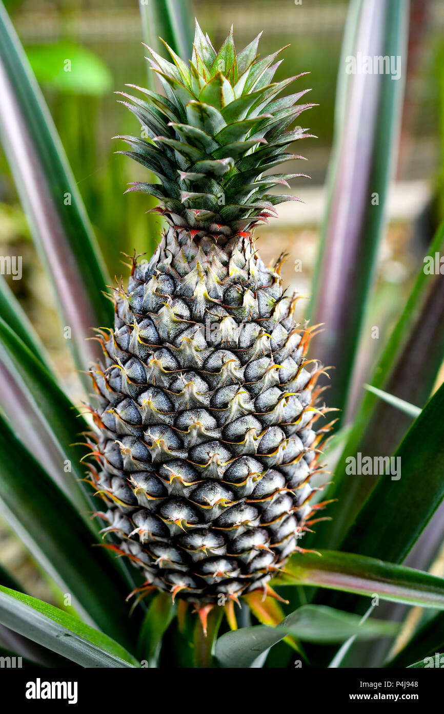 organic farming pineapple Stock Photo