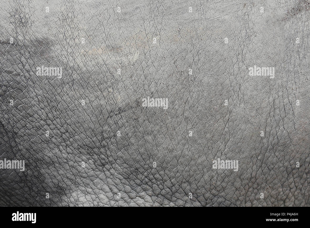 Surface of Elephant Leather skin background for design in your work Texture concept. Stock Photo