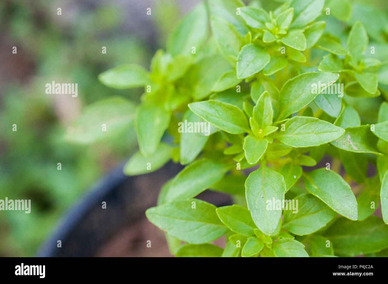 Greek basil hires stock photography and images Alamy