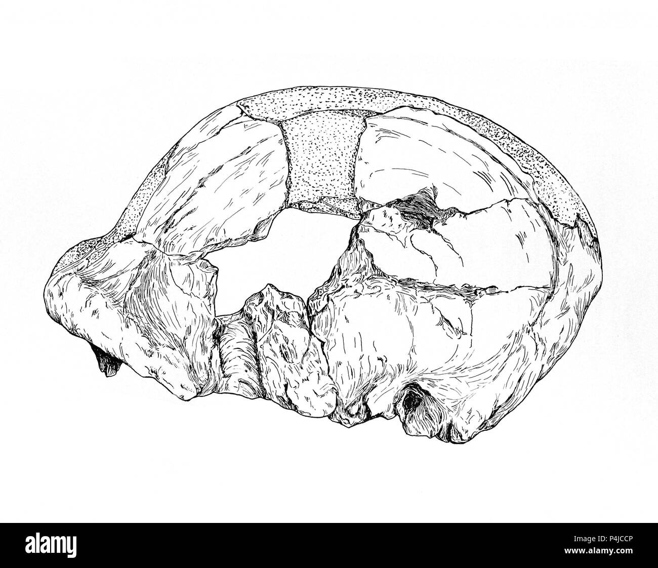 CRANEO DE CHELLEAN MAN - HOMINIDO OLDUVAI. Location: FACULTAD DE ...