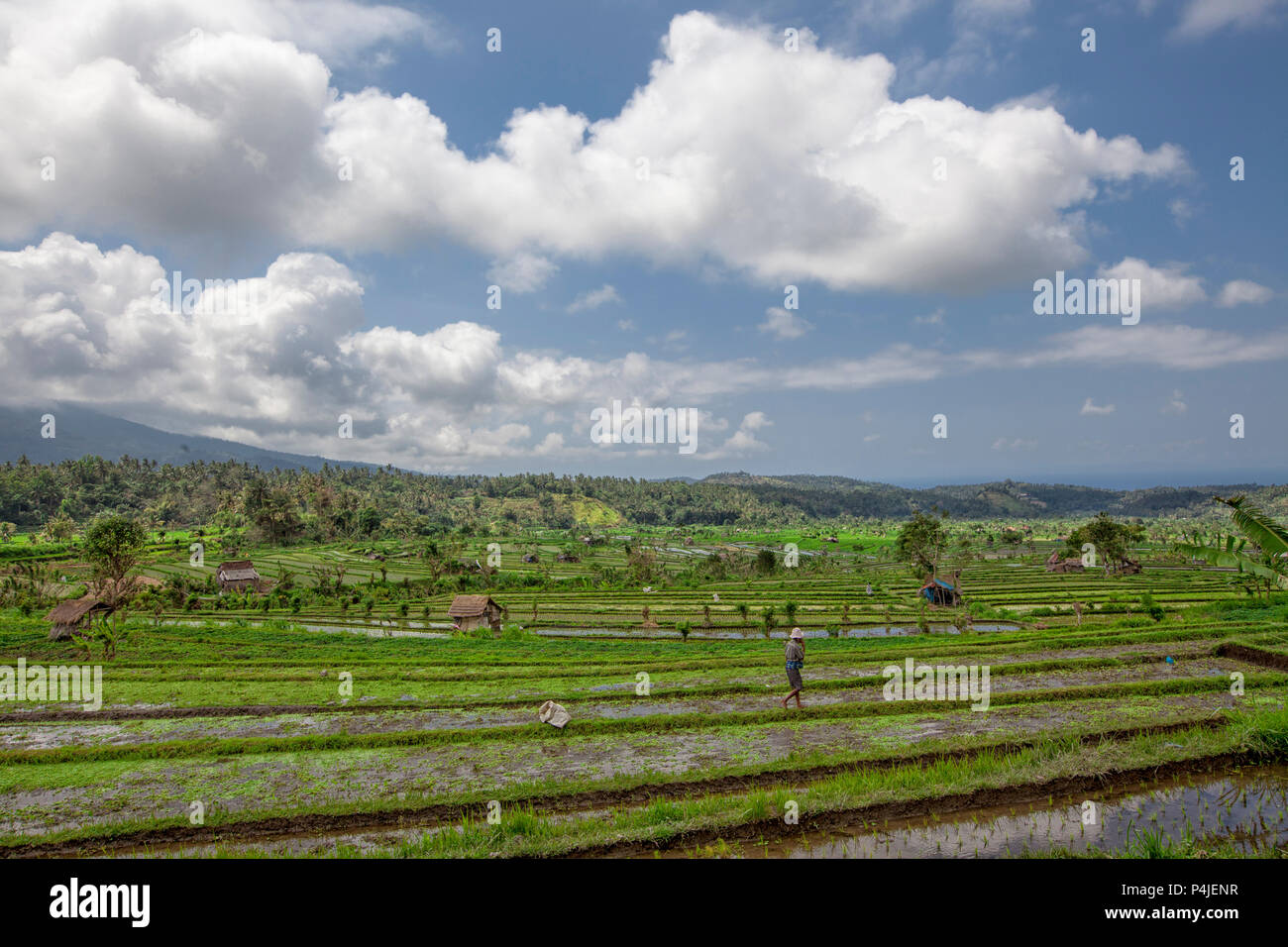 An unidentified farmer checks his growing paddy plants on the terraced rice fields in Bali, Indonesia Stock Photo