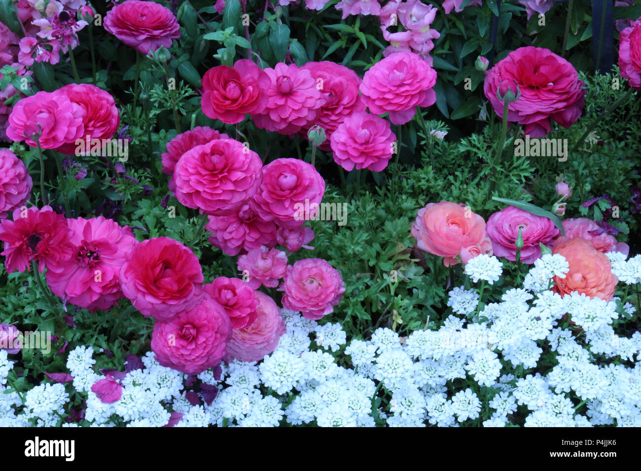 A flower bed filled with blooming pink and peach Ranunculus, pink Snapdragons and white Candytuft flowers in full bloom in the spring Stock Photo