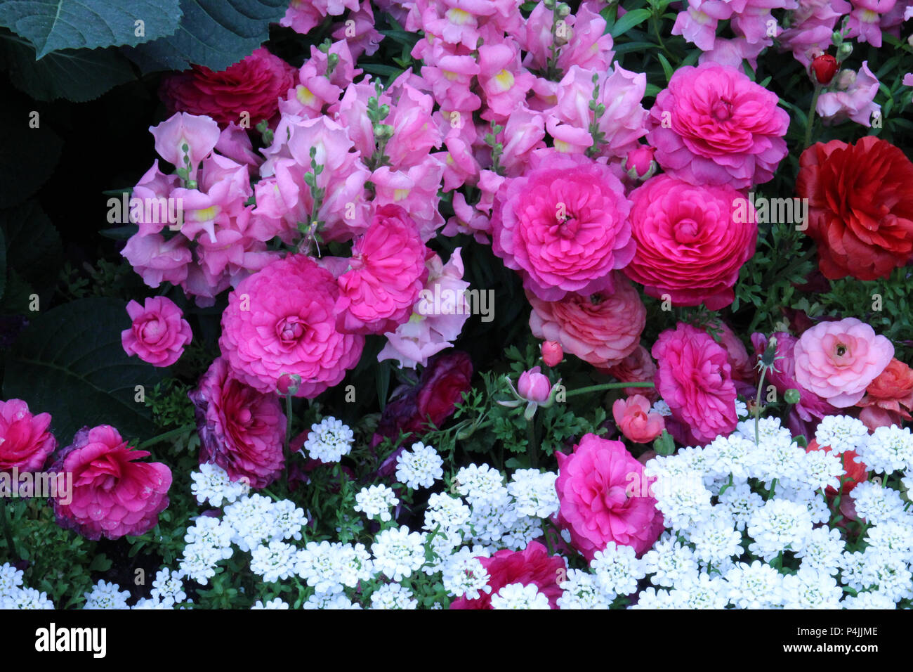 A flower bed filled with pink, peach, and red Ranunculus, pink Snapdragons and white Candytuft flowers Stock Photo