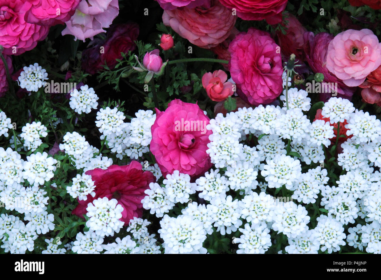 Pink Ranunculus, pink Snapdragon and white Candytuft flowers in a flower bed in spring Stock Photo