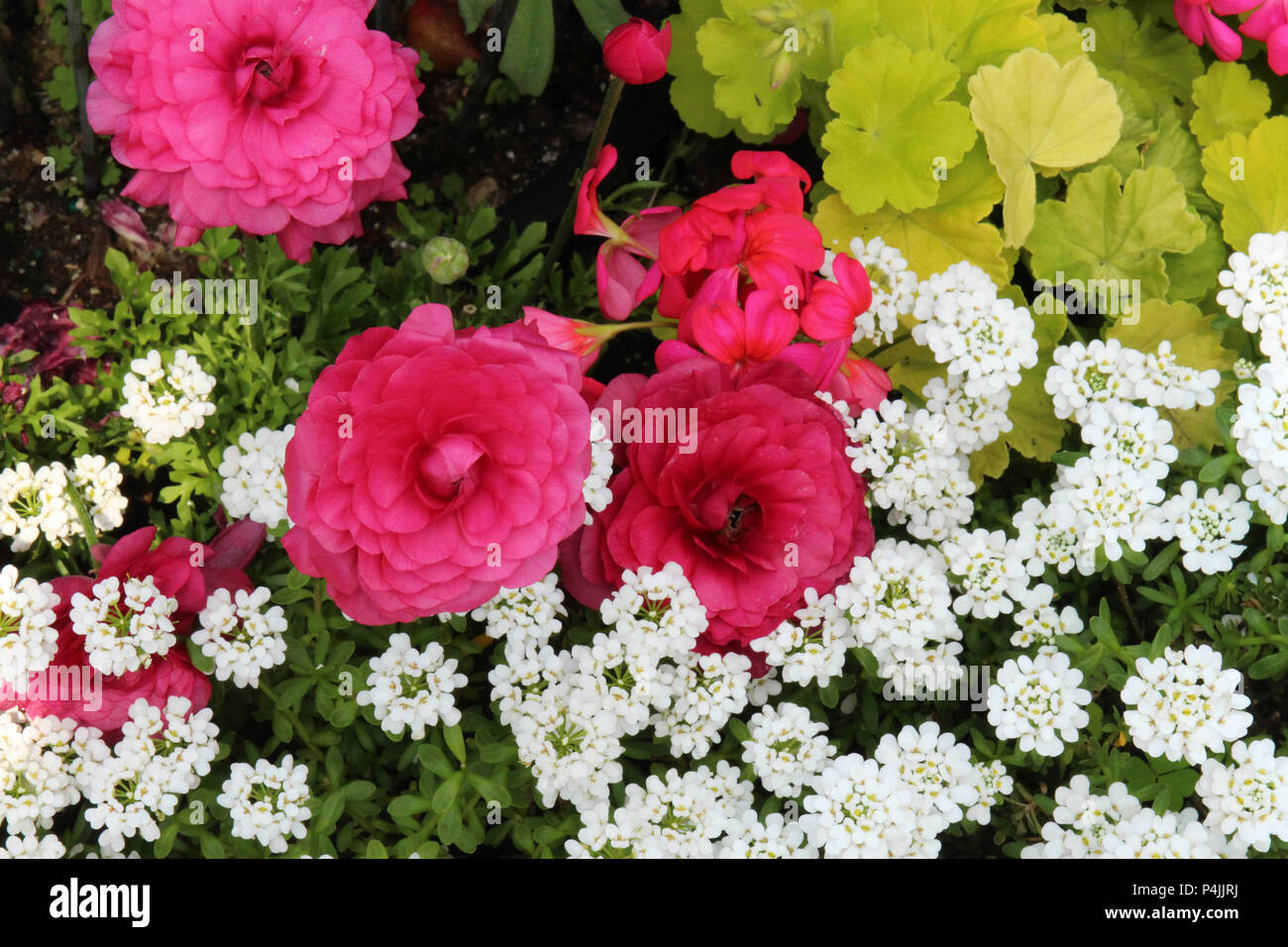 Pink Ranunculus, white Candytuft flowers growing with light green Heucheras plants in a flower bed in spring Stock Photo