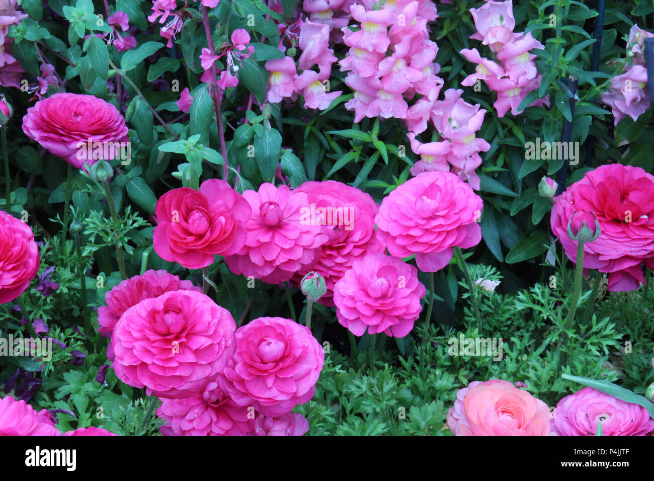 Pink and peach Ranunculus and pink Snapdragons growing in a flower bed in the spring Stock Photo