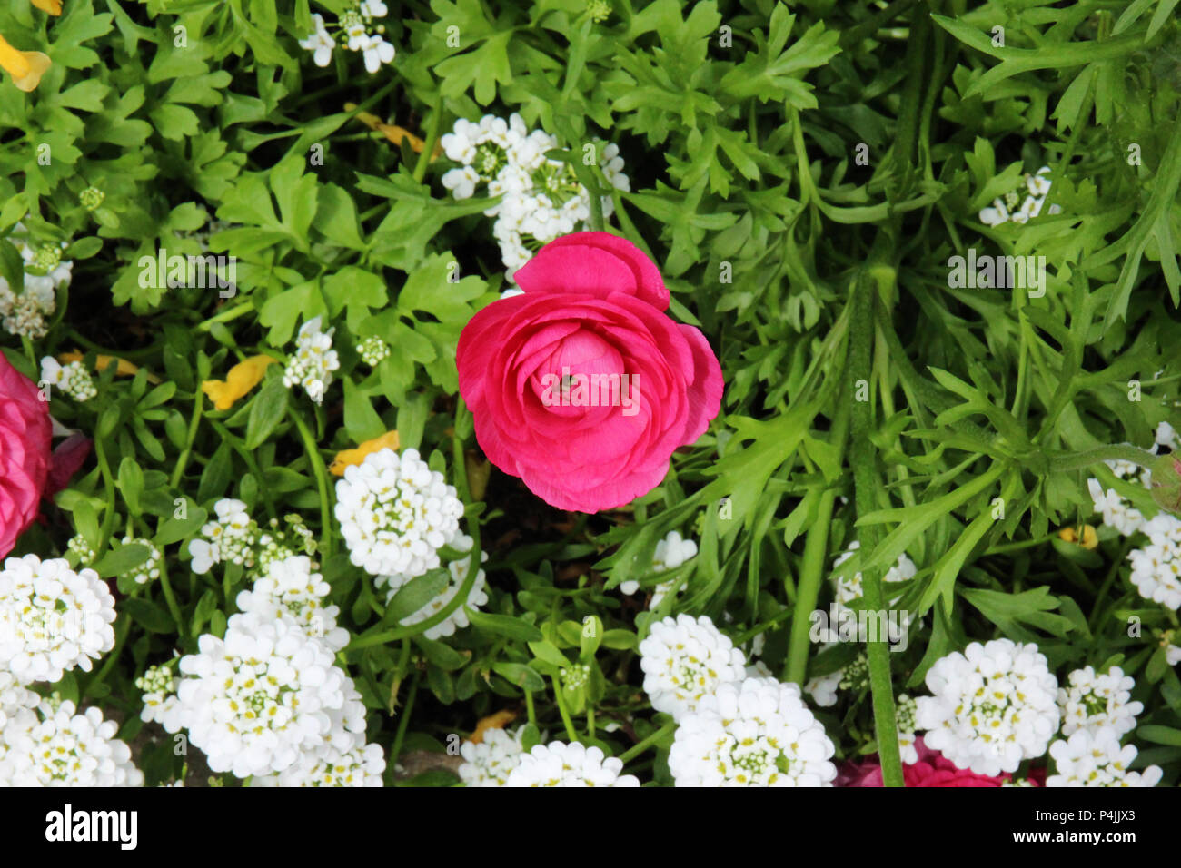 Close up of a pink Ranunculus flower beginning to bloom growing amidst