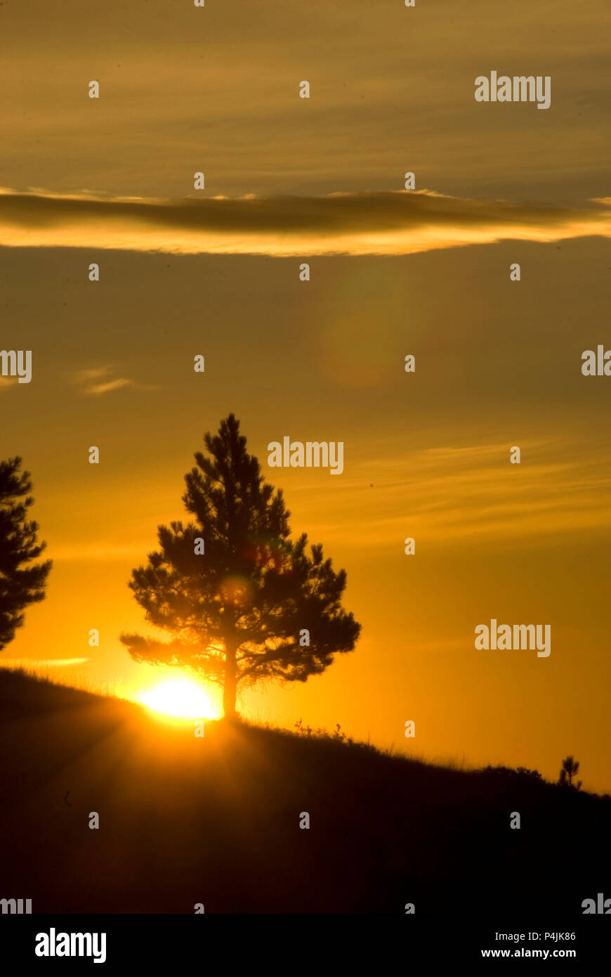 Pine sunrise, Mount Helena City Park, Helena, Montana Stock Photo Alamy