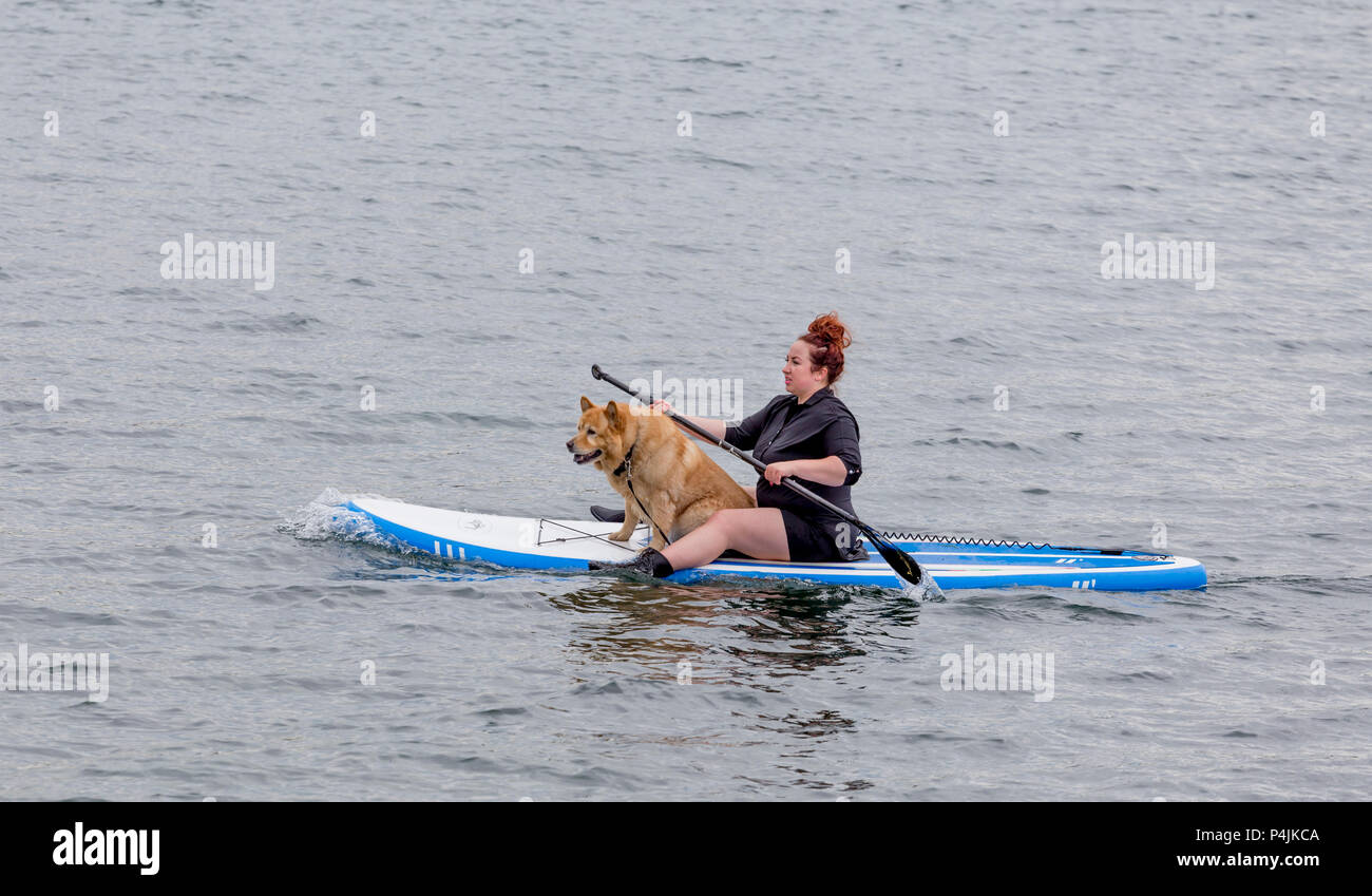 Dog Boarding East Austin Dog Boarding East Austin