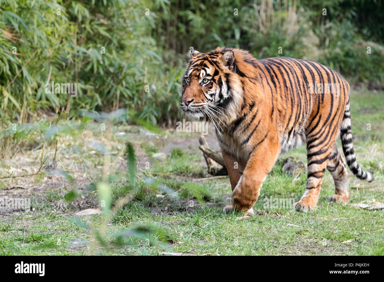 Sumatran tiger Stock Photo