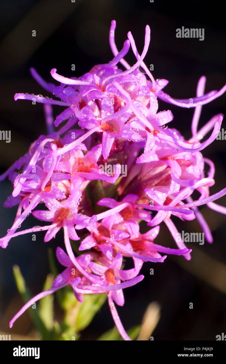 Flowers, Mount Helena City Park, Helena, Montana Stock Photo Alamy