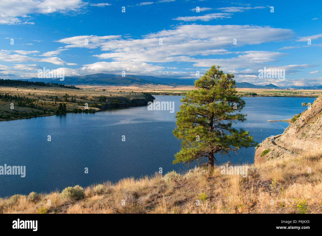 Hauser Lake vista with pine, Two Camps Vista, Lewis and Clark National