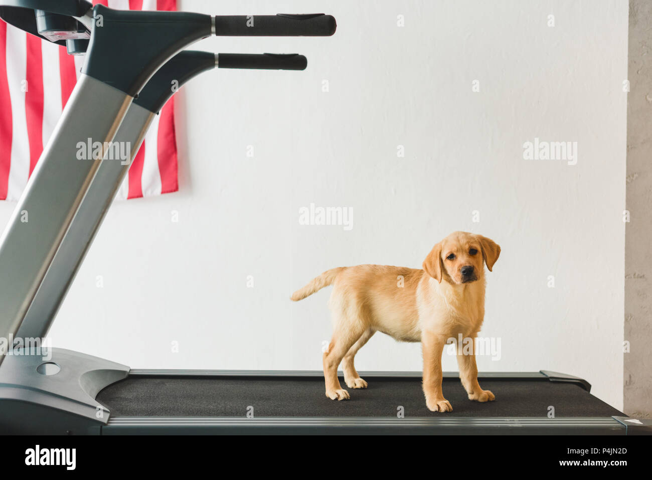 Image of labrador puppy standing on treadmill Stock Photo Alamy