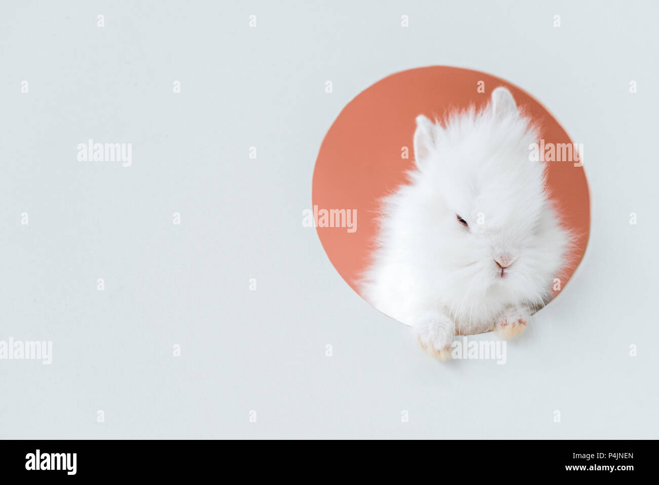 close-up view of adorable white furry rabbit in hole on grey Stock ...