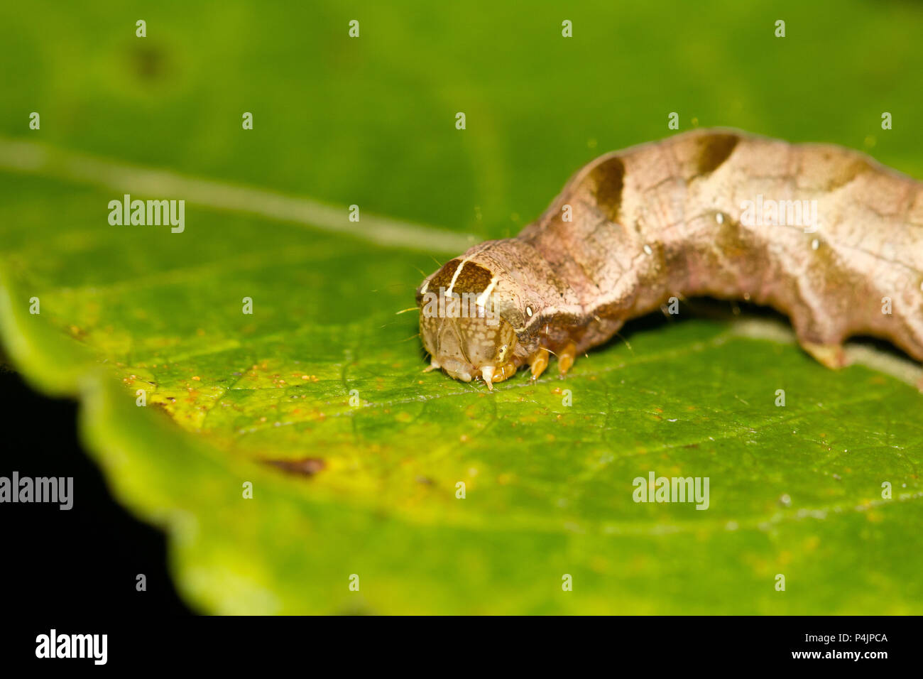 Dot moth caterpillar Stock Photo