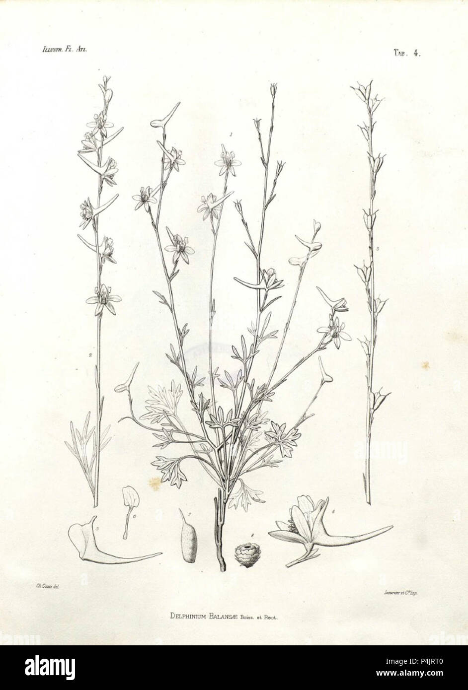 151897 Delphinium balansae Cosson 1882-1890. Stock Photo