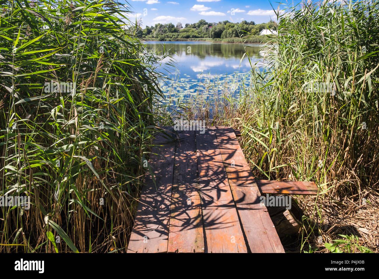 Old wooden bridge over the rural lake. Wild reeds on the lake edge. Small country houses among trees on distant side. Sunny summer day. Stock Photo