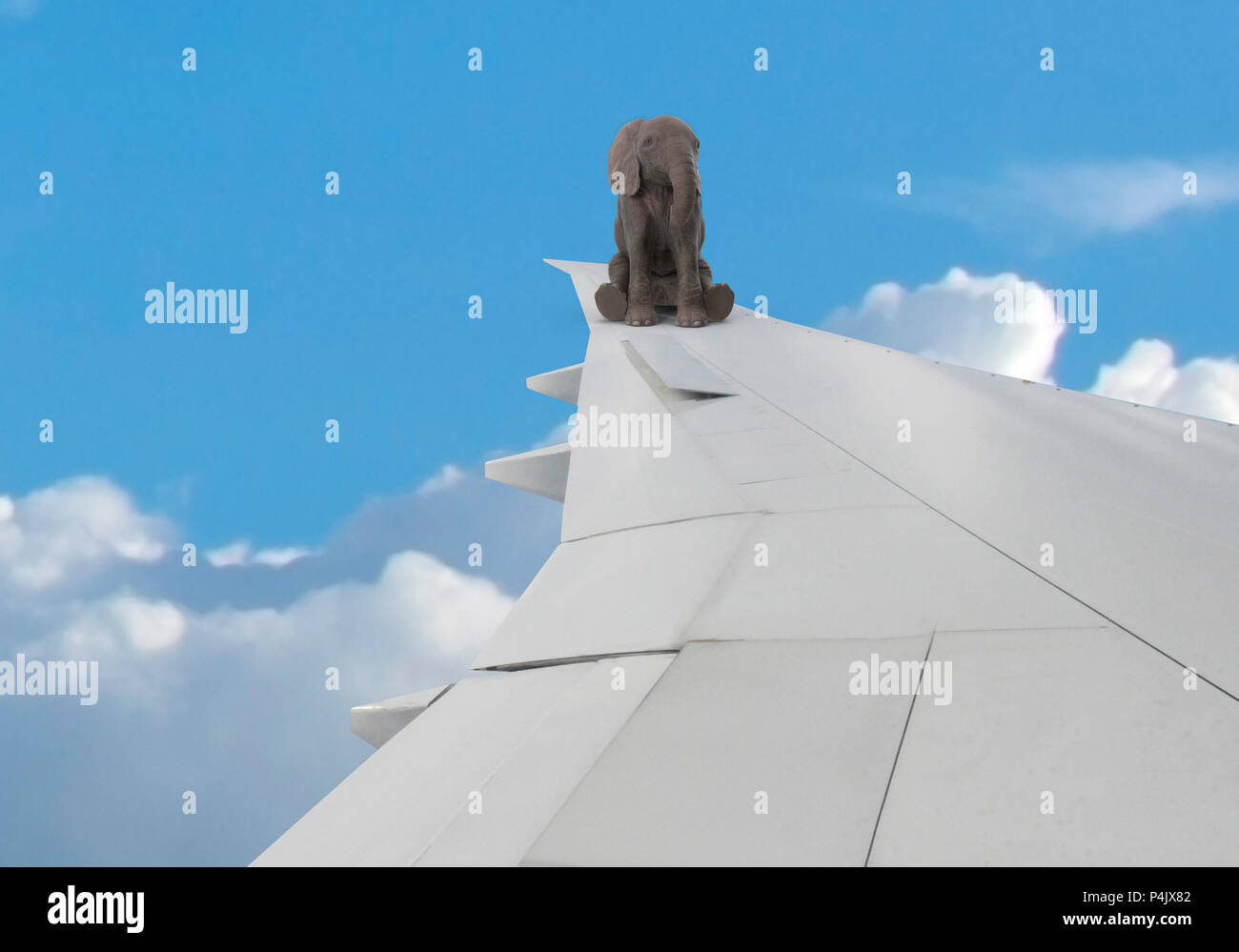 elephant on wing of airplane Stock Photo Alamy