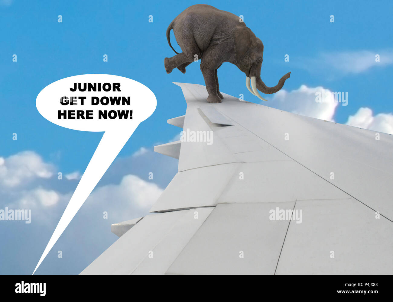 elephant on wing of airplane Stock Photo Alamy