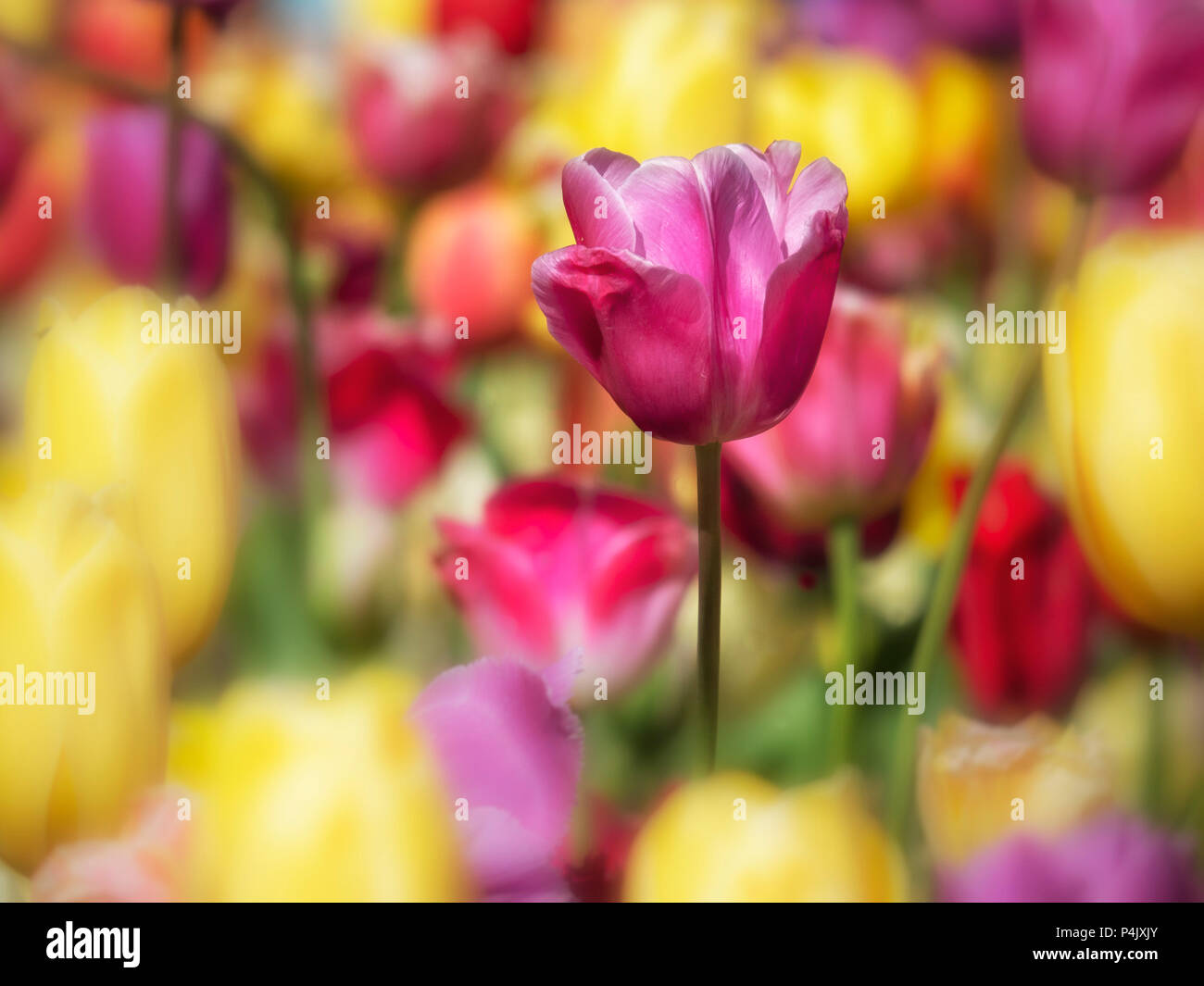 BACKGROUND - Multicolour Tulip Display in spring for use as a Background Stock Photo