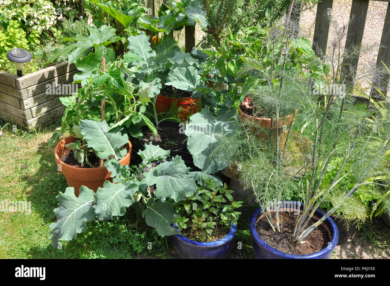 vegetables and herbs growing in pots Stock Photo Alamy