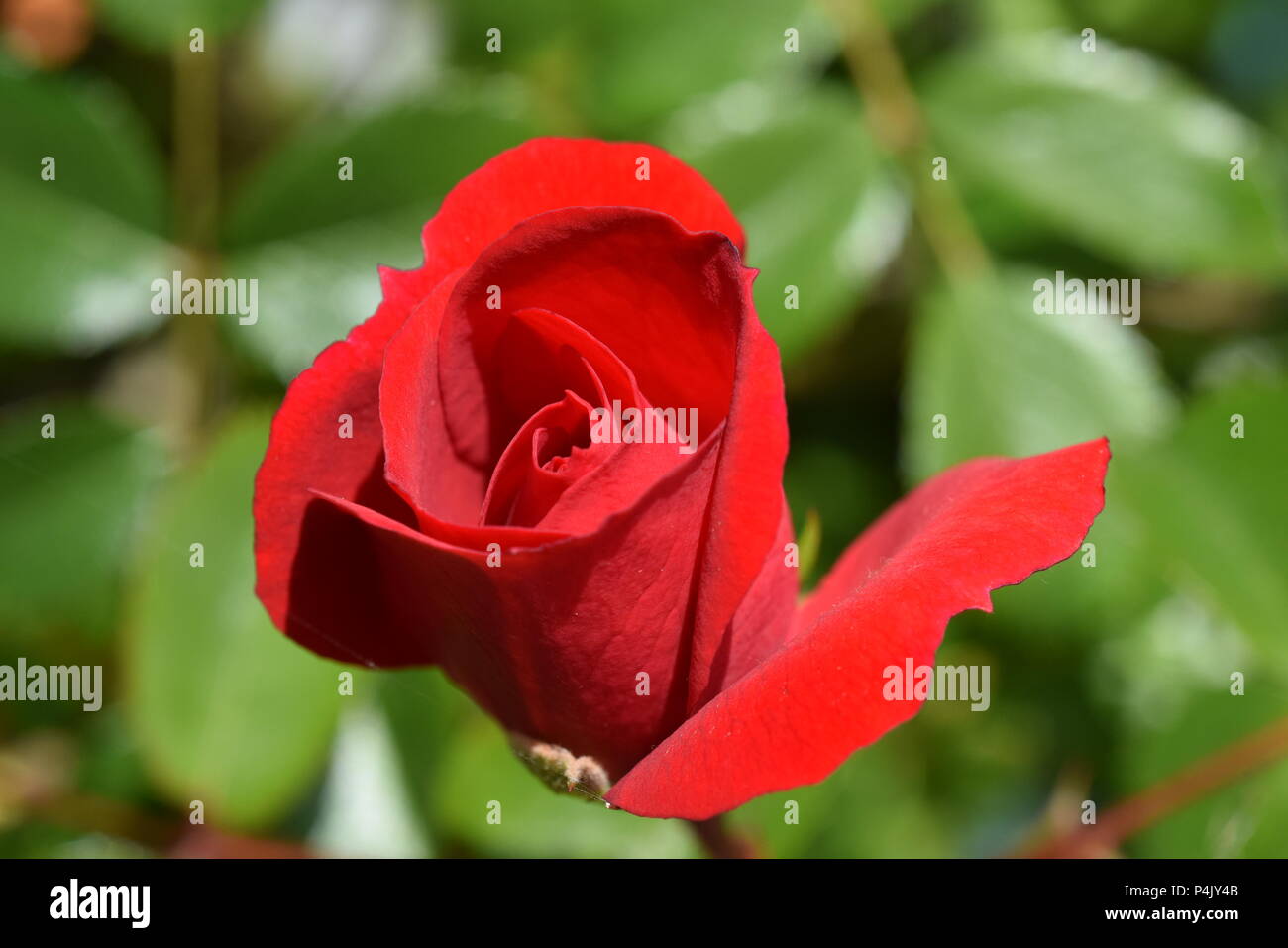 Ruby flower carpet rose Stock Photo Alamy