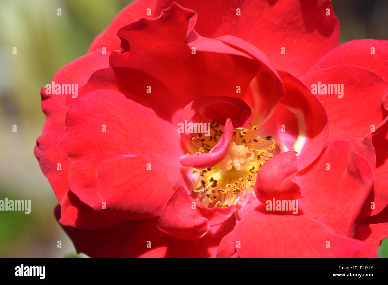 Ruby rose red carpet hires stock photography and images Alamy