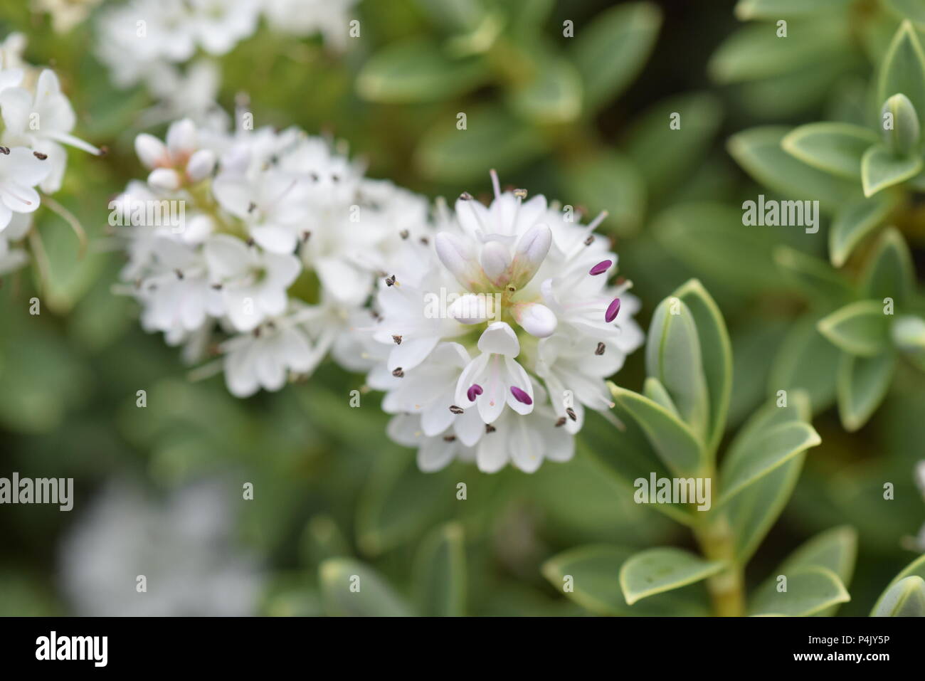 white hebe flowers Stock Photo