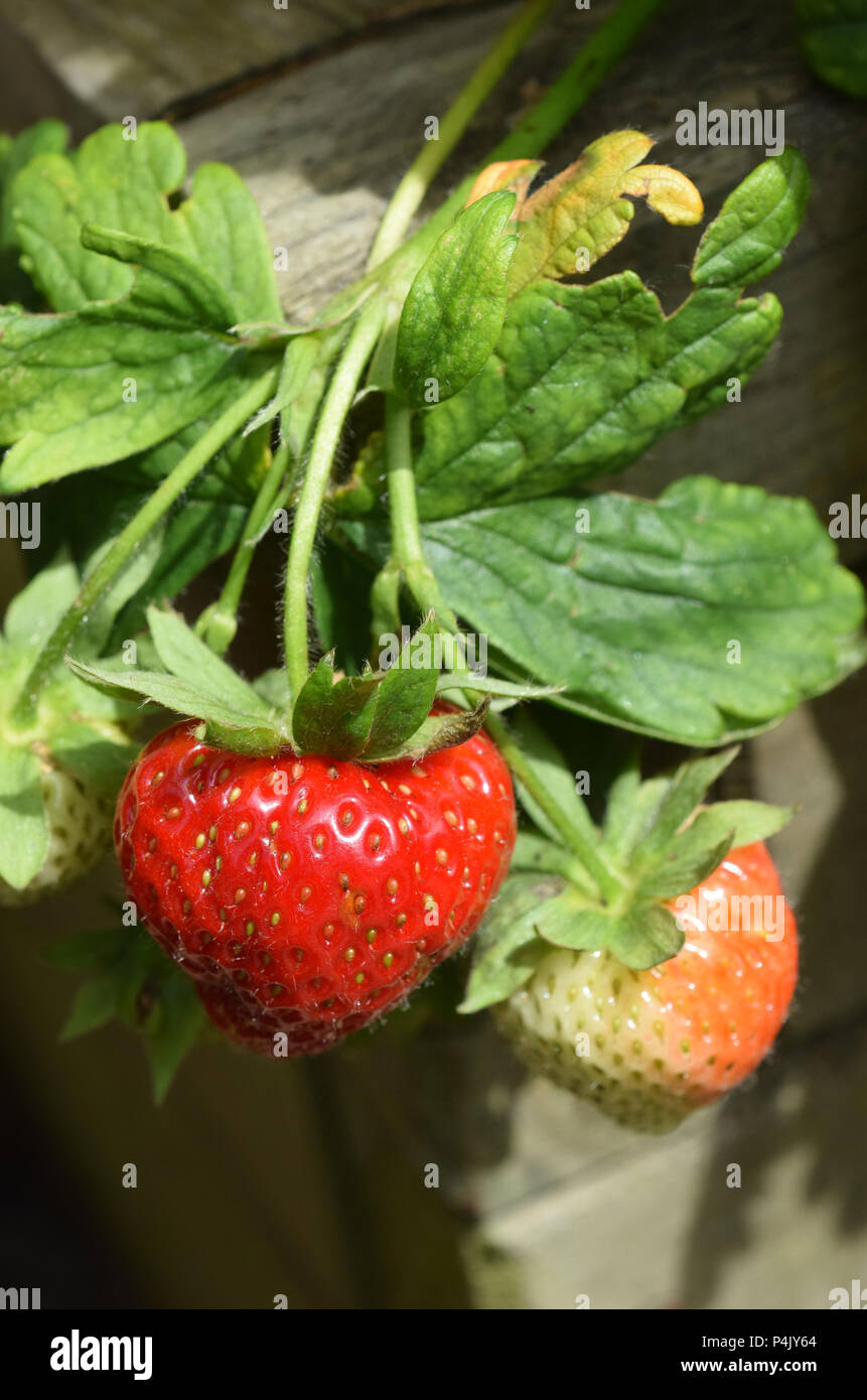 Strawberries growing raised bed hi-res stock photography and images - Alamy