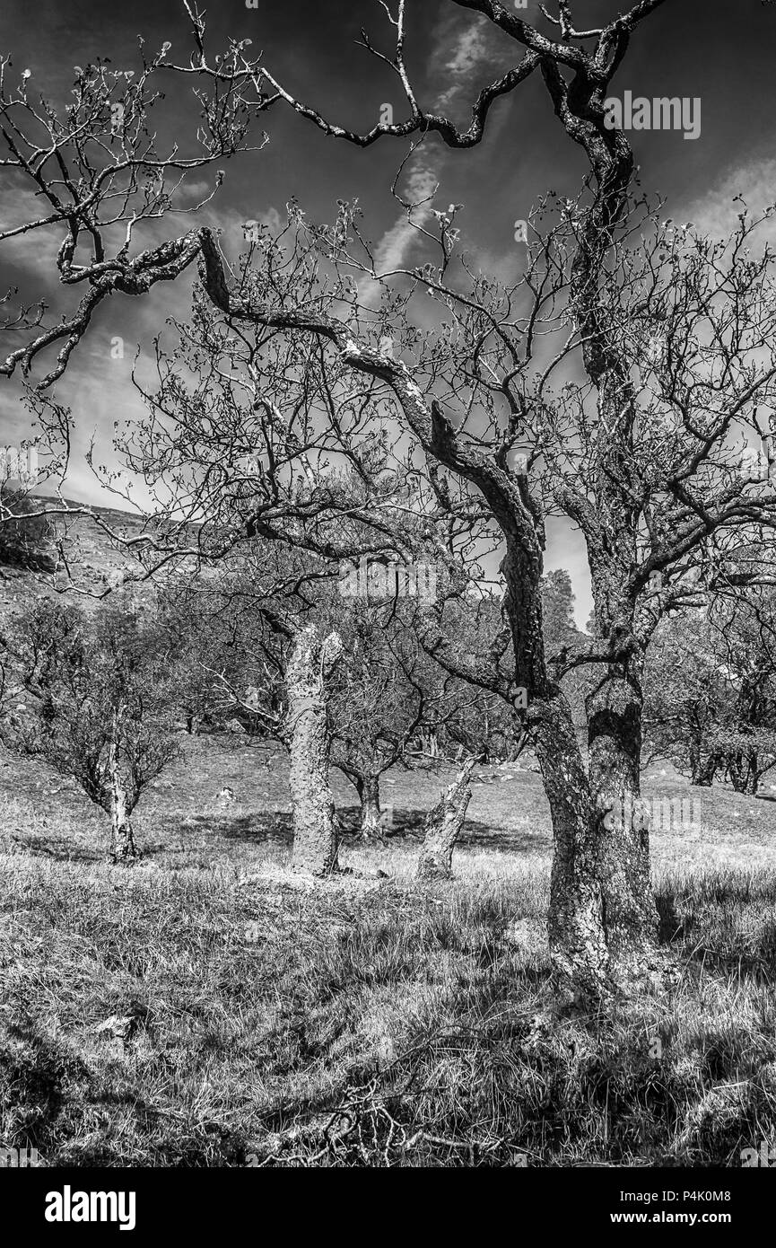 These trees sit on the path that leads up to Ben Vorlich from Loch Earn in the Trossachs Stock Photo
