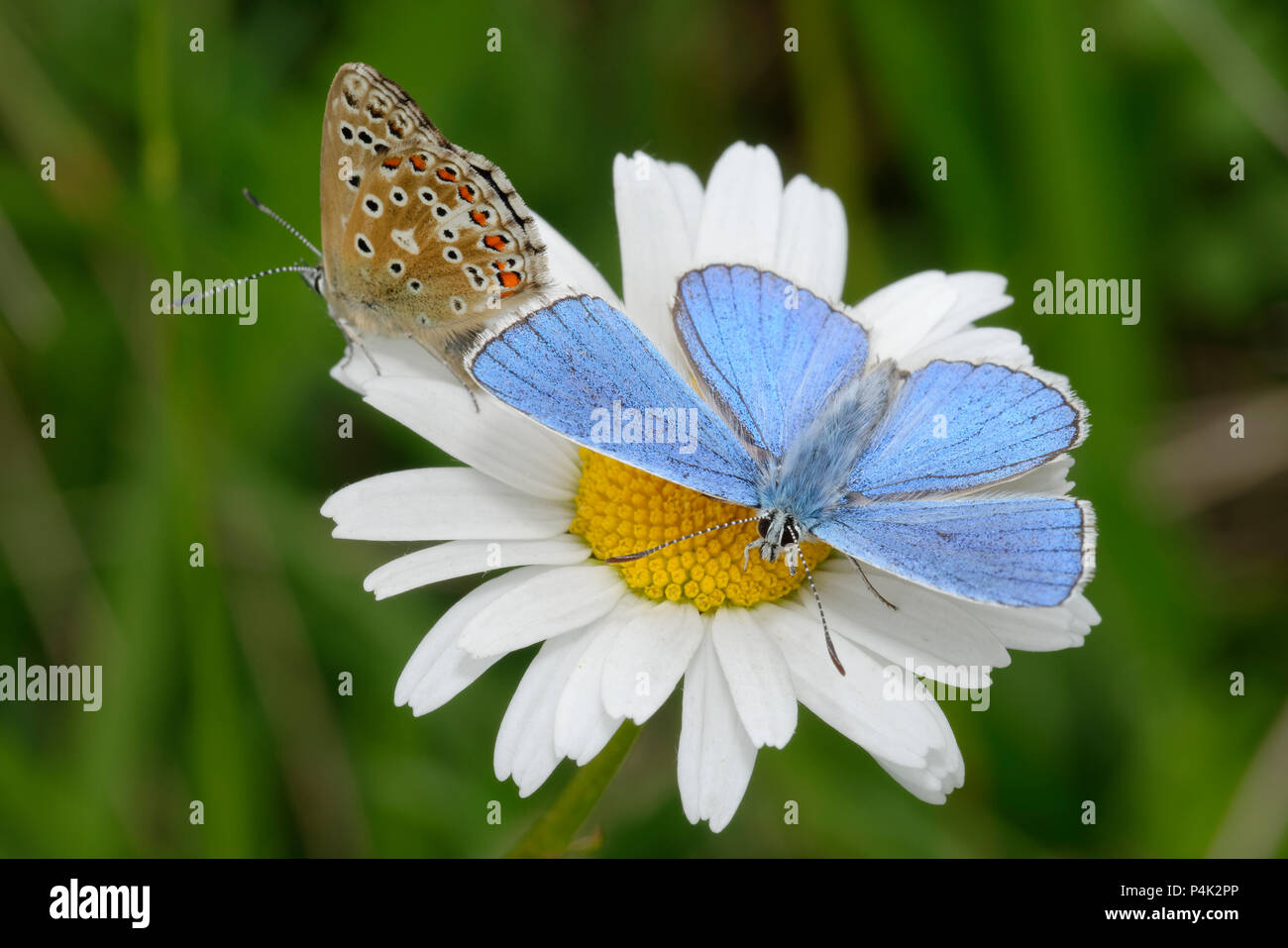 Adonis Blue Butterfly - Lysandra bellargus  Pair on Oxeye Daisy - Leucanthemum vulgare Stock Photo