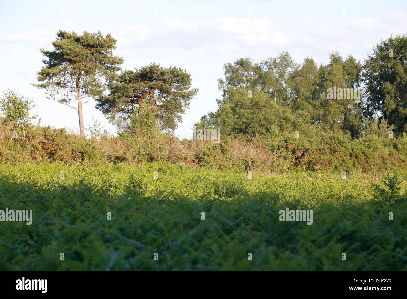 Summer leafy trees sun High Resolution Stock Photography and Images - Alamy