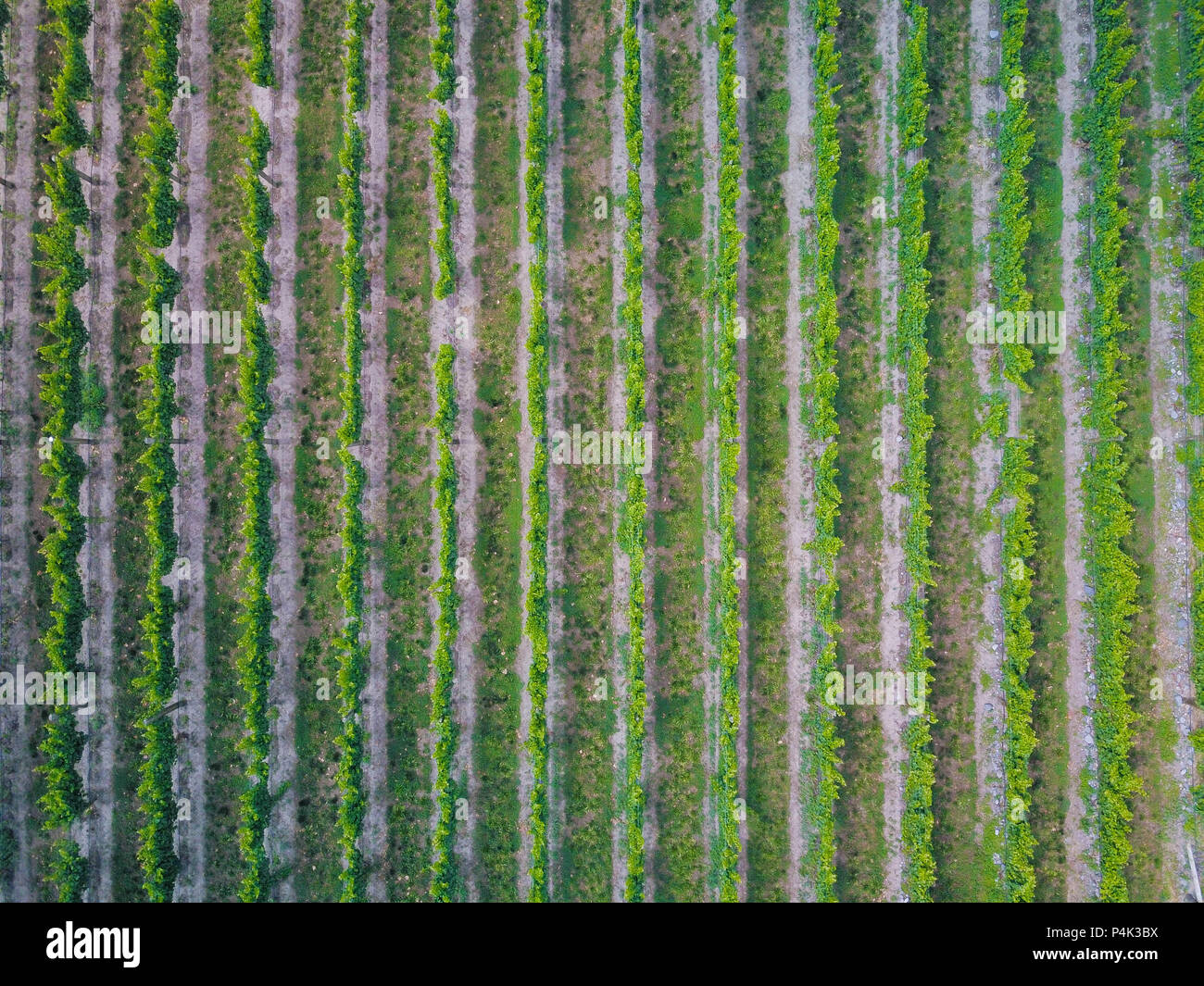 Wine poduction hires stock photography and images Alamy