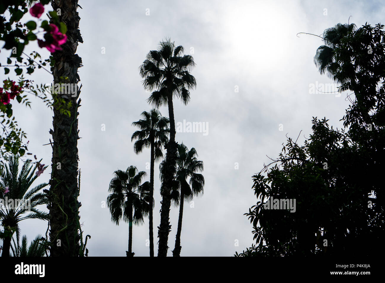 Palm trees in the park hi-res stock photography and images - Alamy