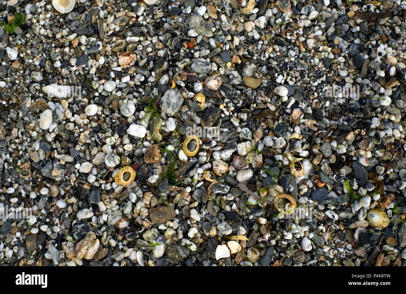 seashells are seen on Towan Beach, on the Roseland Peninsula, Cornwall, Britain on June 9, 2018. Stock Photo