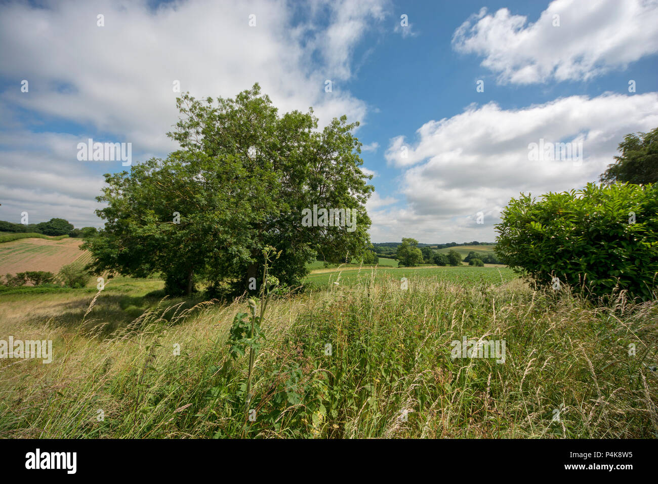Essex countryside Stock Photo