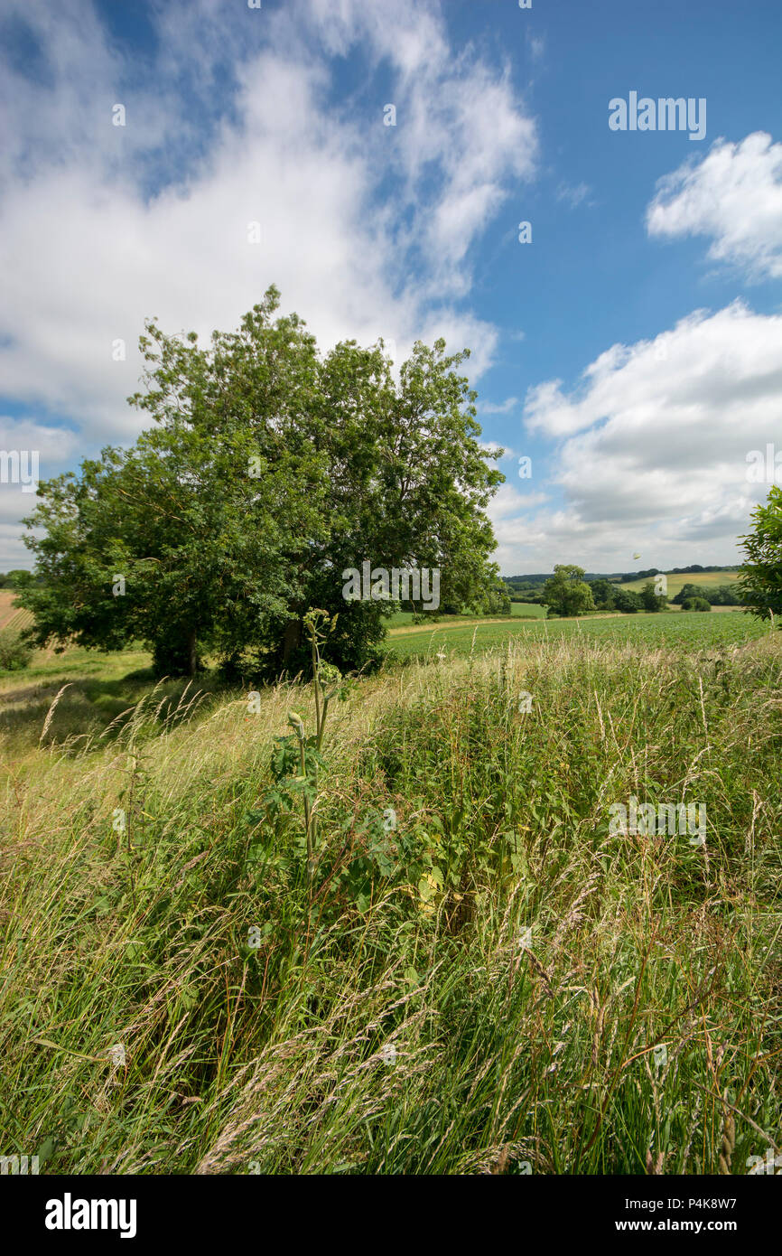 Essex countryside Stock Photo
