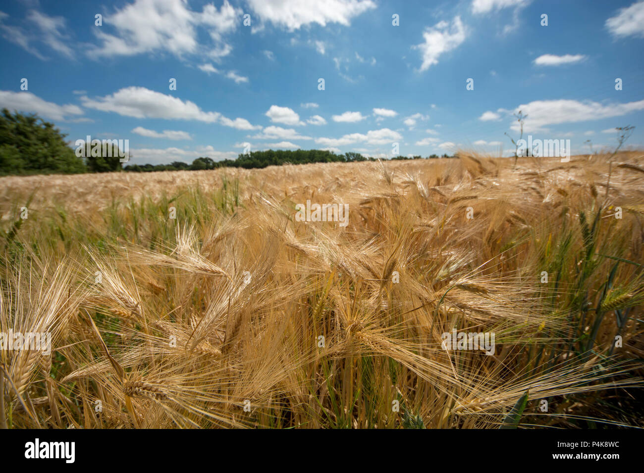 Golden, barley Stock Photo