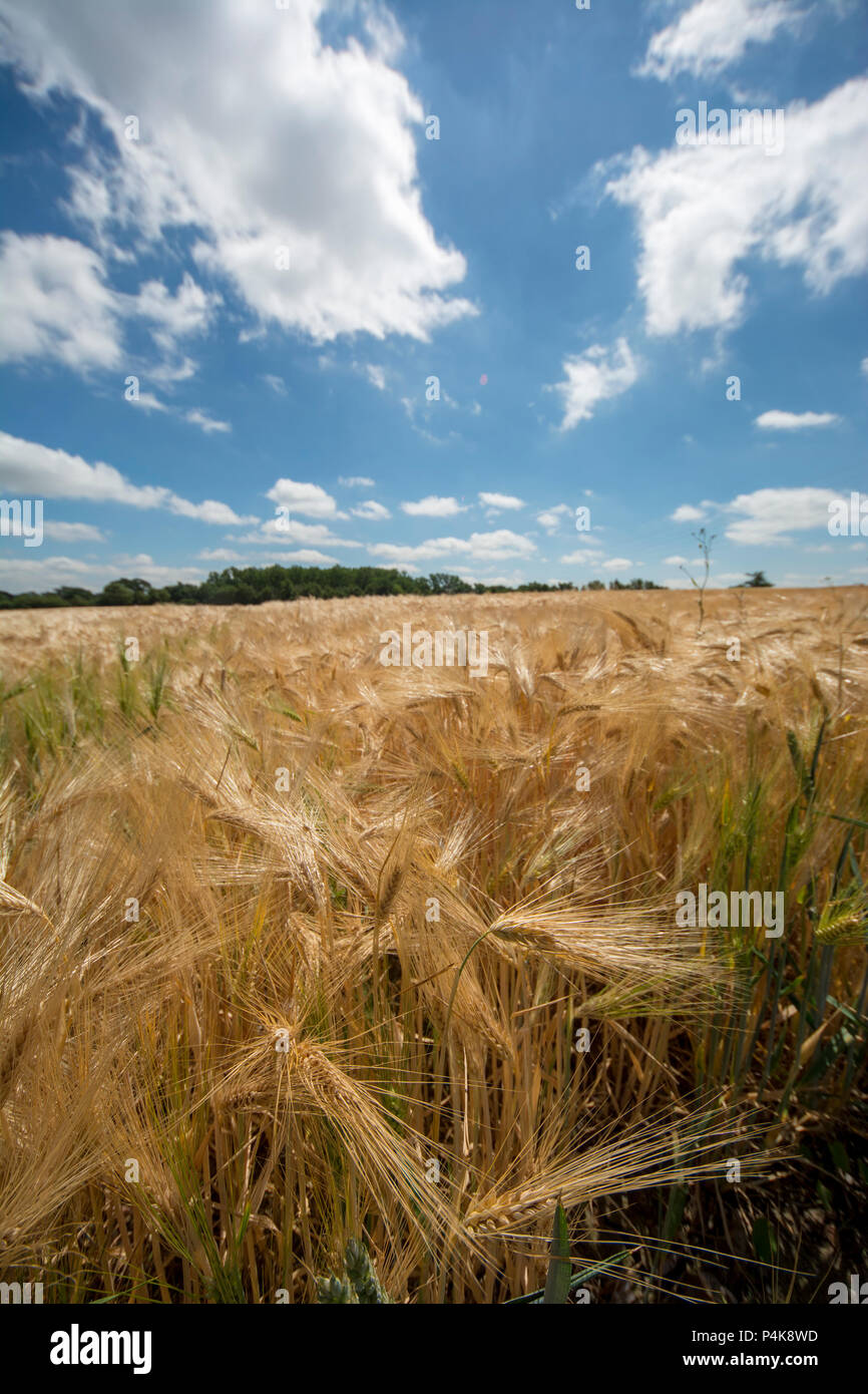 Golden, barley Stock Photo