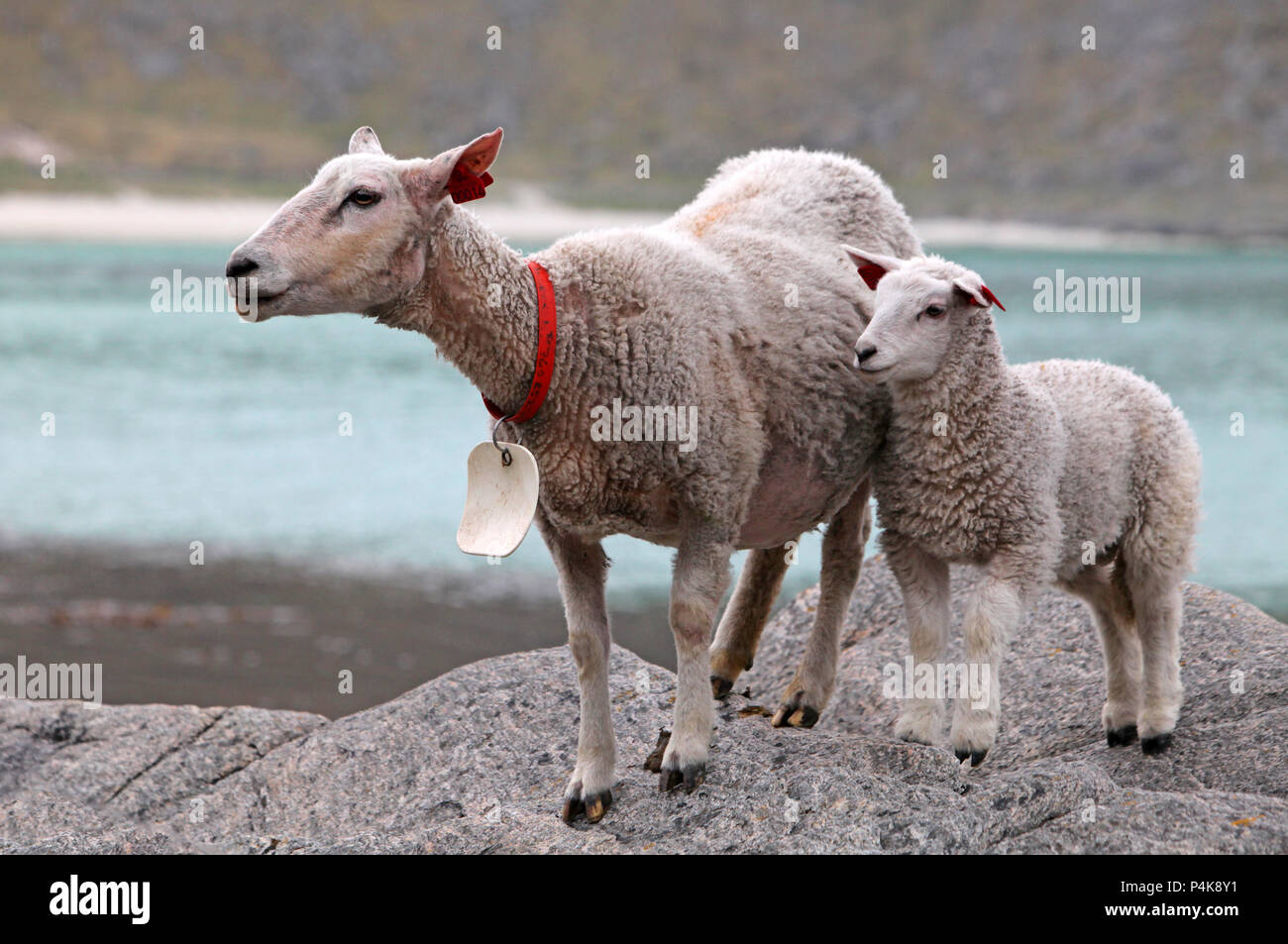 Sheep and lamb in coast Stock Photo