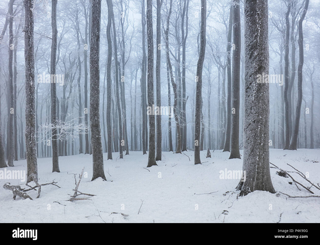 Forest in winter with fog and snow landscape Stock Photo - Alamy