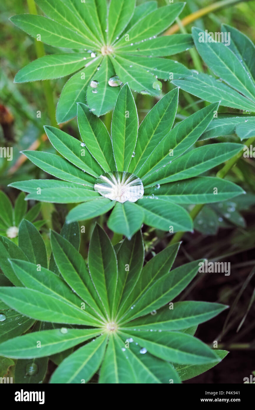 Green leaf with drops - lupinus. Stock Photo