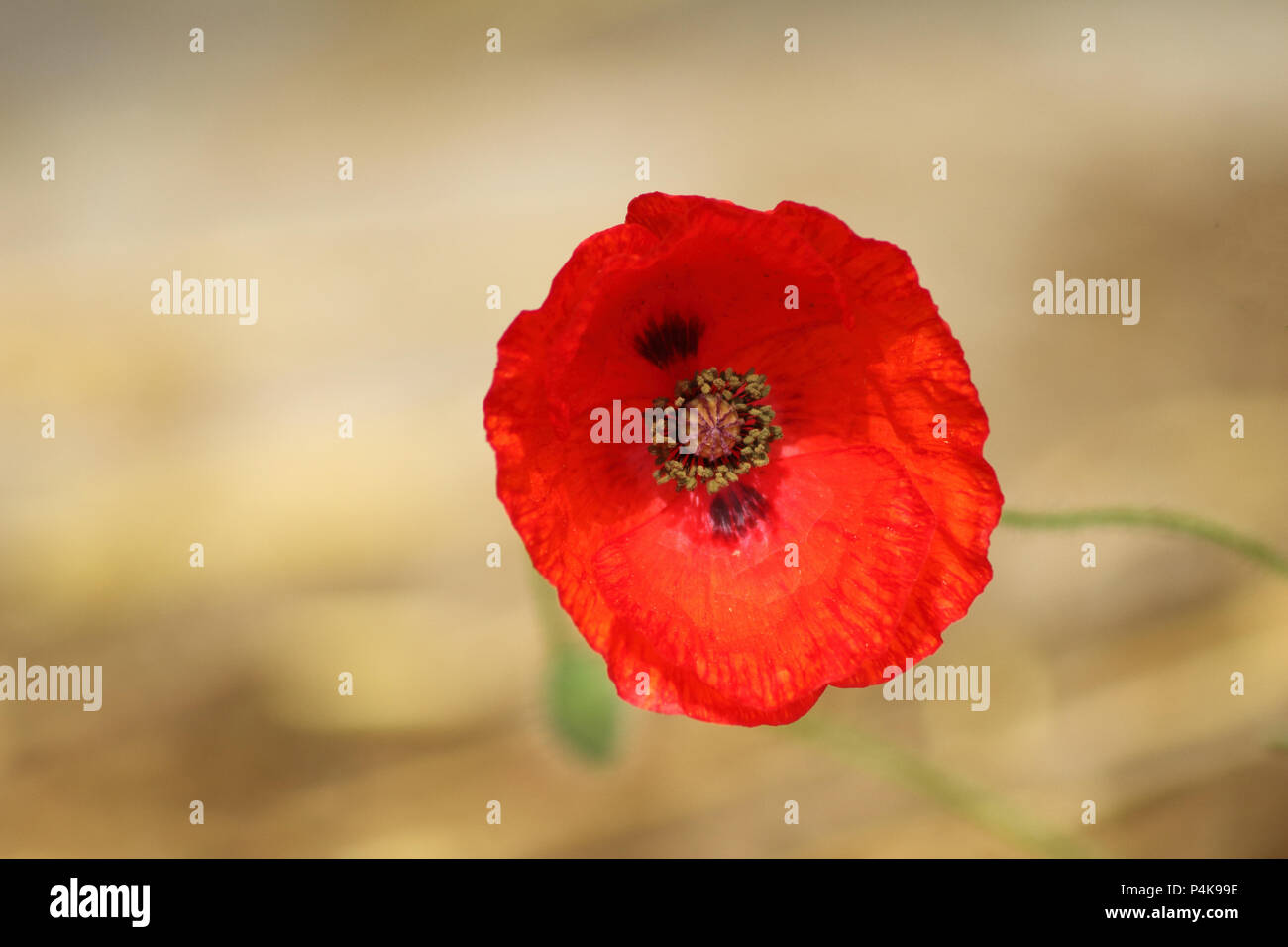 a close-up of a poppy red poppy flower and its visible pistil Stock Photo