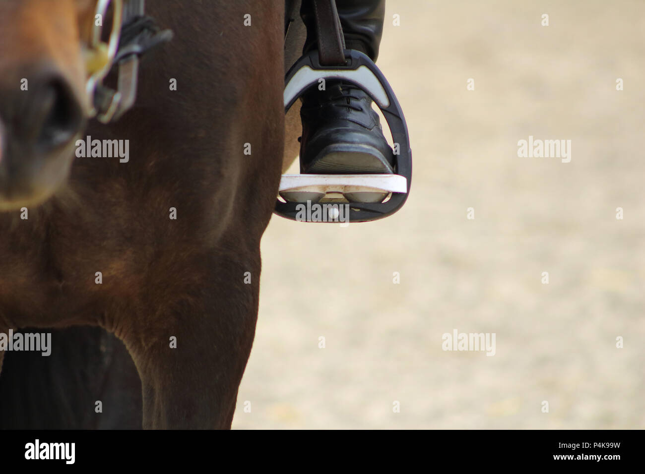 a black boot of rider in the stirrup tighten on the horse, the foot in the stirrup Stock Photo