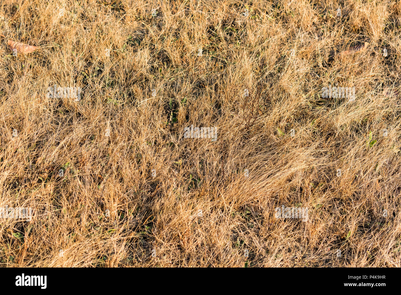 Small dry herbage in field looking awesome at morning in winter season. Stock Photo