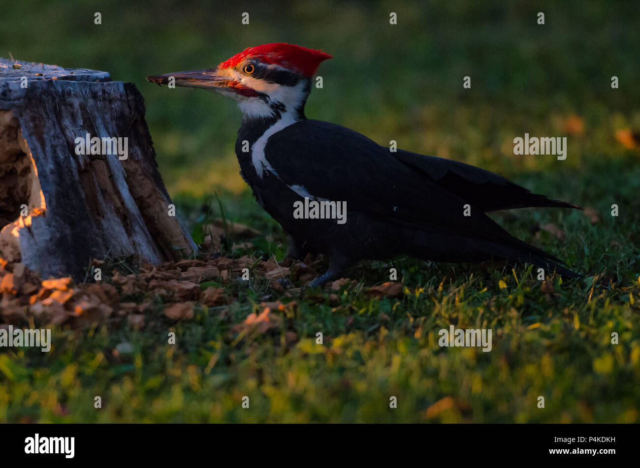 Pileated woodpecker eating Stock Photo