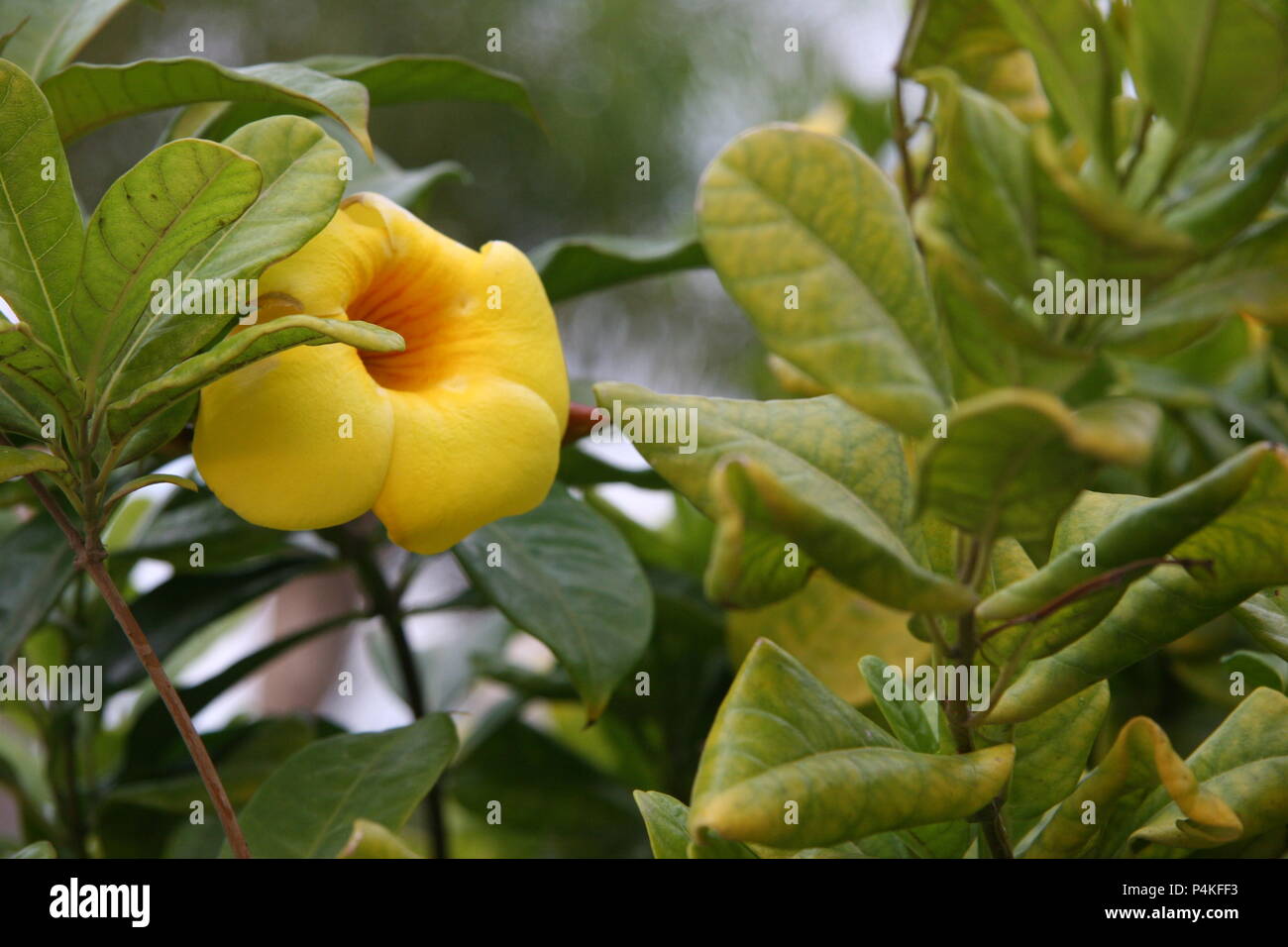 Flower Blooms in Nuevo Vallarta Mexico Landscape Stock Photo Alamy