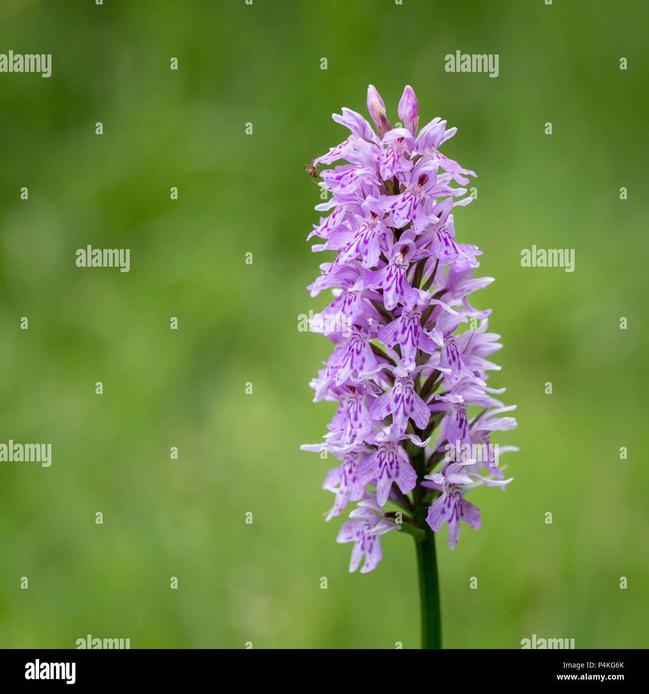 Hybrid orchid Dactylorhiza Stock Photo