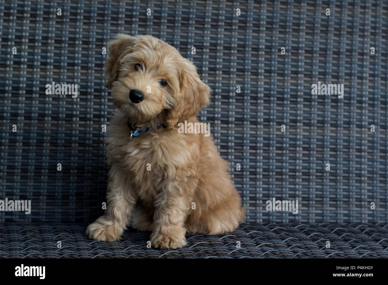 Labradoodle puppy on Swing; Puppy eyes Stock Photo - Alamy